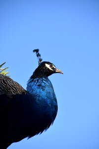 Pen colorful plumage
