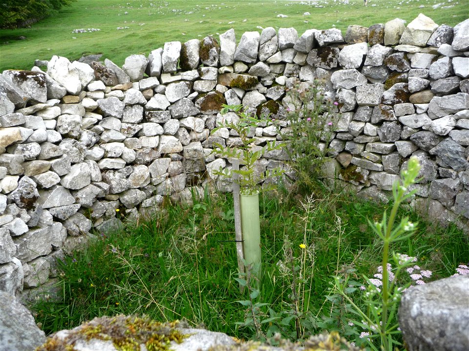 Surroundings of Malham Tarn in the Yorkshire Dales (North Yorkshire), United Kingdom