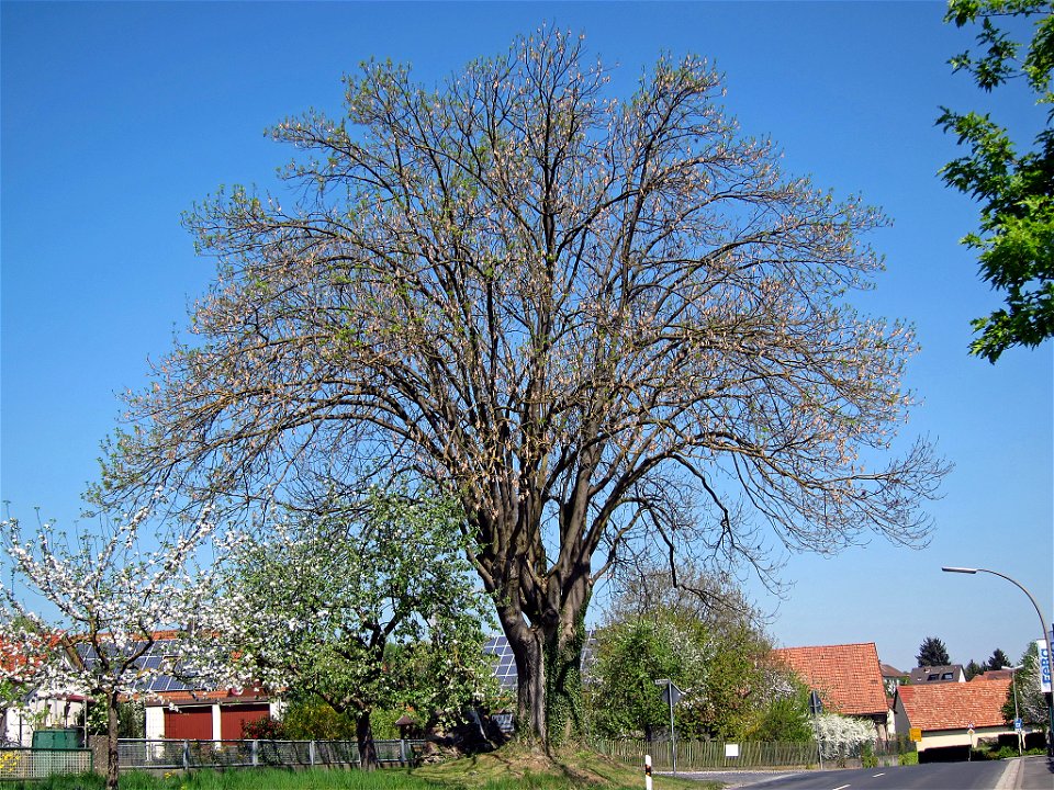 Zwei Eschen in Untererthal