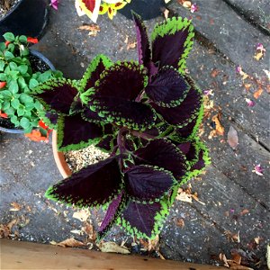 Coleus 'Giant Exhibition Magma' on August 16, 2017 in Santa Rosa, Ca. photo