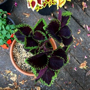 Coleus 'Giant Exhibition Magma' on August 16, 2017 in Santa Rosa, Ca. photo