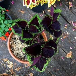 Coleus 'Giant Exhibition Magma' on August 16, 2017 in Santa Rosa, Ca. photo