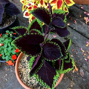 Coleus 'Giant Exhibition Magma' on August 16, 2017 in Santa Rosa, Ca. photo