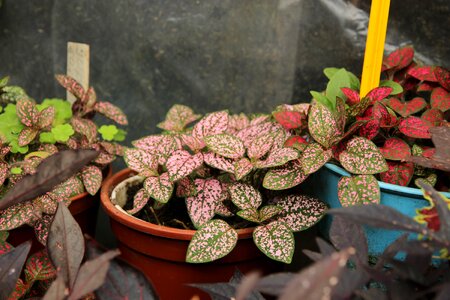 Sheet indoor plant nature