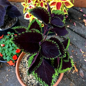 Coleus 'Giant Exhibition Magma' on August 16, 2017 in Santa Rosa, Ca. photo