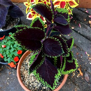 Coleus 'Giant Exhibition Magma' on August 16, 2017 in Santa Rosa, Ca. photo