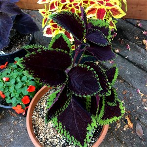 Coleus 'Giant Exhibition Magma' on August 16, 2017 in Santa Rosa, Ca. photo