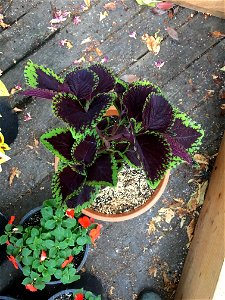 Coleus 'Giant Exhibition Magma' on August 16, 2017 in Santa Rosa, Ca. photo