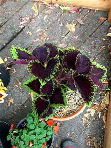 Coleus 'Giant Exhibition Magma' on August 16, 2017 in Santa Rosa, Ca. photo