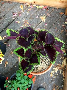 Coleus 'Giant Exhibition Magma' on August 16, 2017 in Santa Rosa, Ca. photo