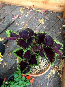 Coleus 'Giant Exhibition Magma' on August 16, 2017 in Santa Rosa, Ca. photo