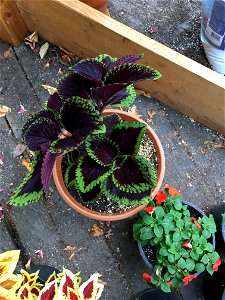 Coleus 'Giant Exhibition Magma' on August 16, 2017 in Santa Rosa, Ca. photo