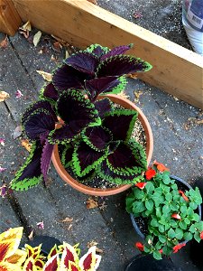 Coleus 'Giant Exhibition Magma' on August 16, 2017 in Santa Rosa, Ca. photo