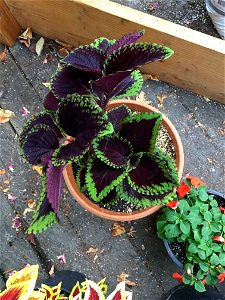 Coleus 'Giant Exhibition Magma' on August 16, 2017 in Santa Rosa, Ca. photo