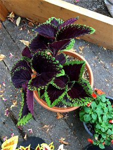 Coleus 'Giant Exhibition Magma' on August 16, 2017 in Santa Rosa, Ca. photo