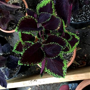 Coleus 'Giant Exhibition Magma' on August 16, 2017 in Santa Rosa, Ca. photo