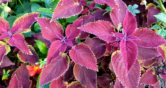 Coleus "Scarlett" photo