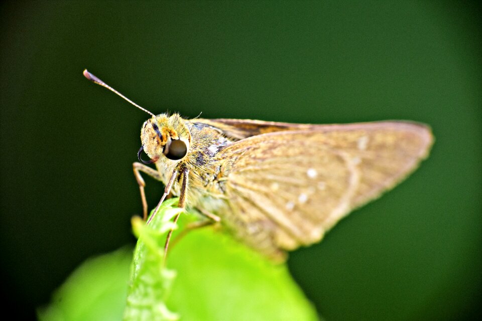 Insect brown arthropod