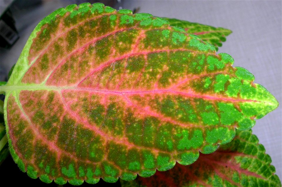 Coleus Blumei Blatt