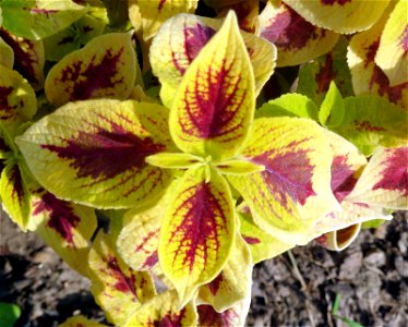 Coleus blumei Benth. VERSA CRIMSON GOLD Jardin des Plantes Paris Coleus or Painted Nettle photo