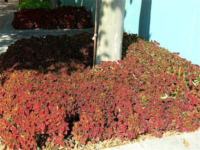 Coleus in a flower bed in front of the hotel New-York at Disneyland resort Paris (Seine-et-Marne, France). photo