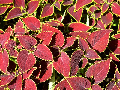 Coleus in a flower bed in front of the hotel New-York at Disneyland resort Paris (Seine-et-Marne, France). photo