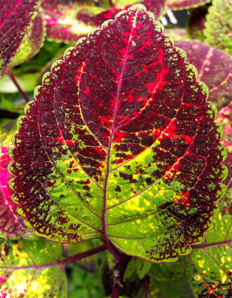 Solenostemon scutellarioides 'Coleus' in the Botanical Building, Balboa Park, San Diego, California, USA.