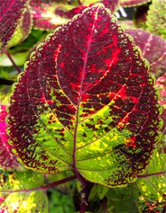 Solenostemon scutellarioides 'Coleus' in the Botanical Building, Balboa Park, San Diego, California, USA. photo