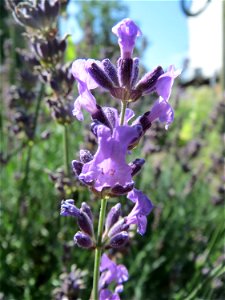 Echter Lavendel (Lavandula angustifolia) in Schalkenmehren