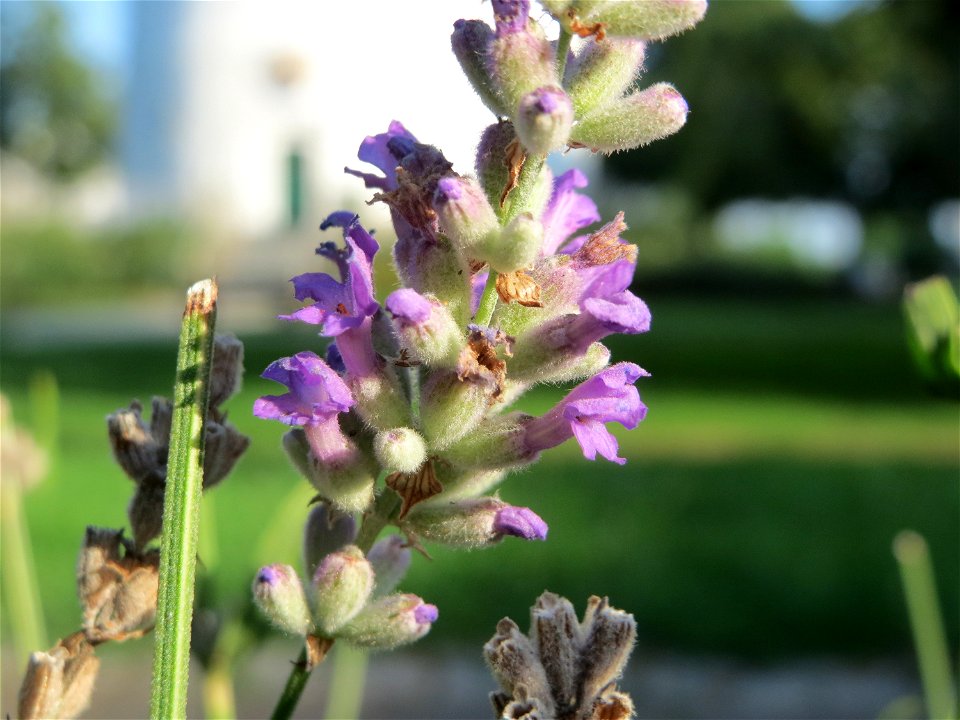 Echter Lavendel (Lavandula angustifolia) in Hockenheim