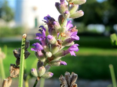 Echter Lavendel (Lavandula angustifolia) in Hockenheim