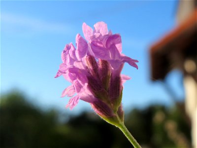 Echter Lavendel (Lavandula angustifolia) in Hockenheim photo