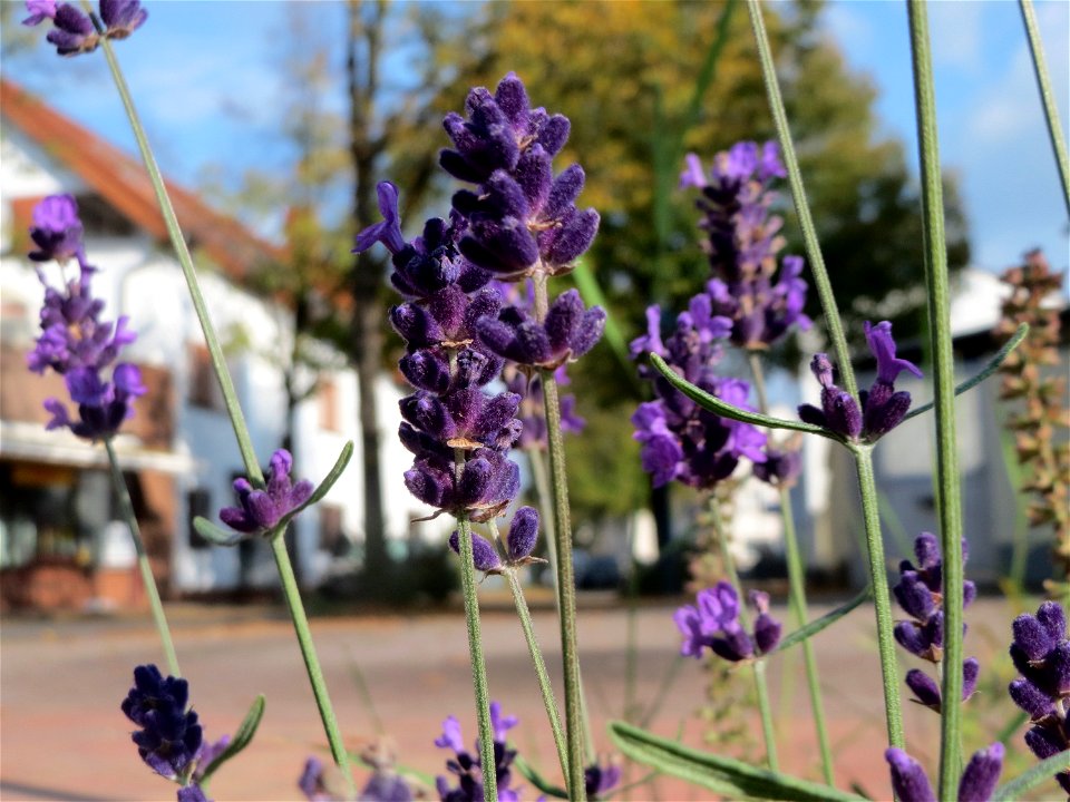 Echter Lavendel (Lavandula angustifolia) in Hockenheim - Free photos on ...