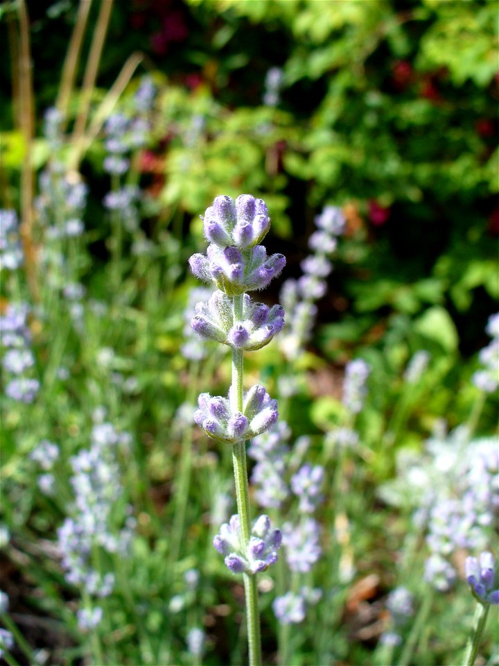 I am the originator of this photo. I hold the copyright. I release it to the public domain. This photo depicts flowers.
