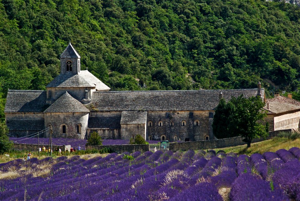 Abbaye de Sénanque vue du Sud avec ses champs de lavande photo
