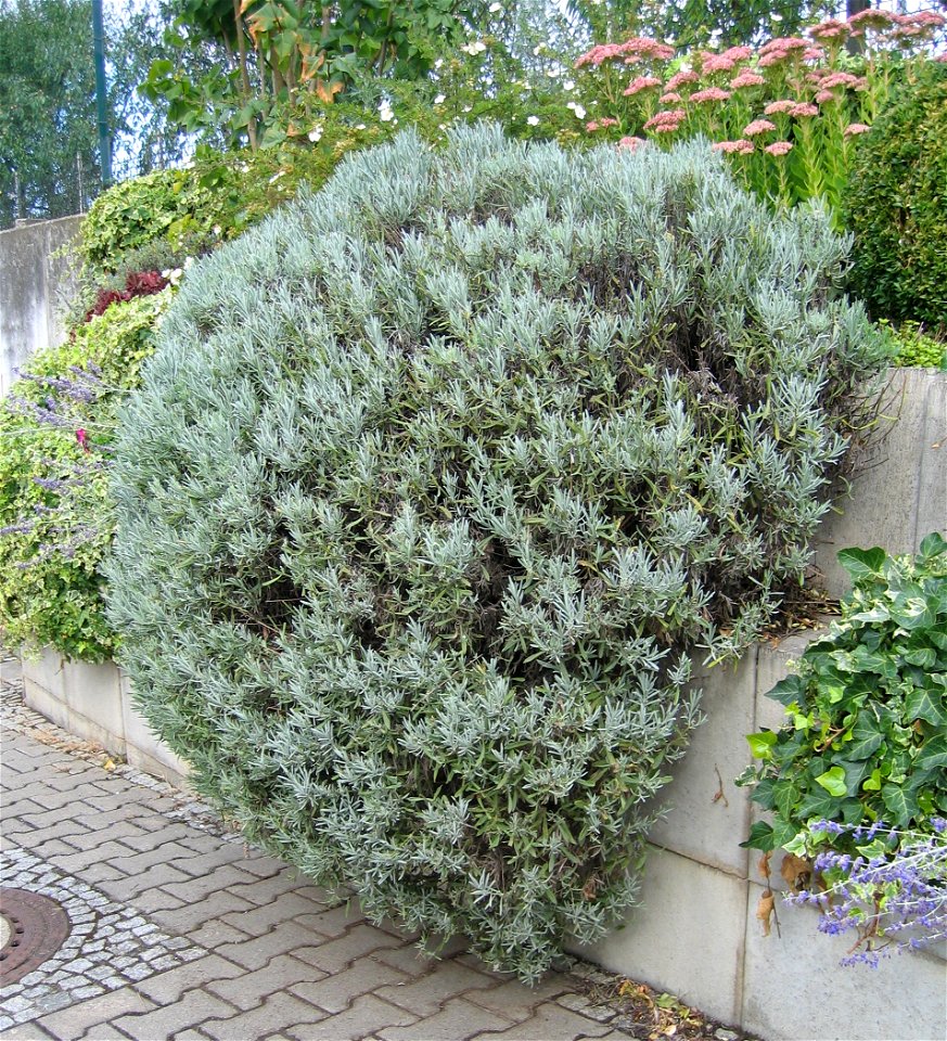 Echter Lavendel in Geisenheim, Hessen, Deutschland.