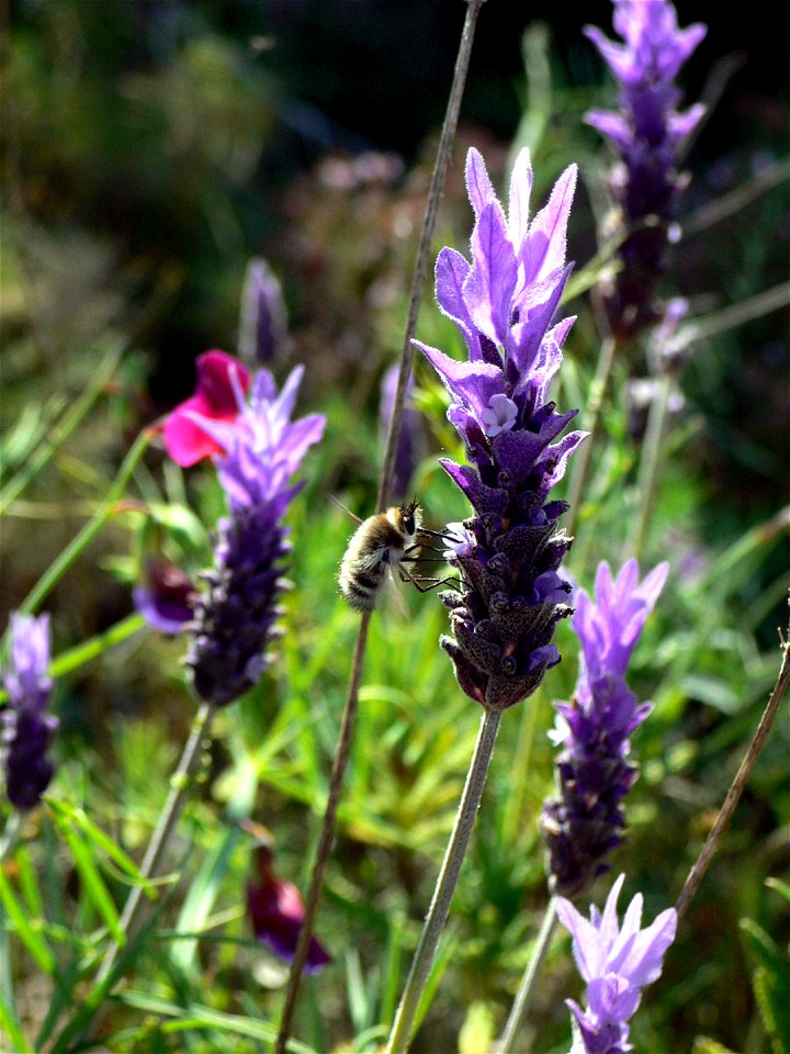 Lavandula dentata (Lavanda) en el Puntal del Moco del Parque Natural de la Sierra de la Muela en Cartagena (Spain).