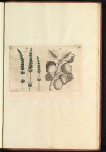 IdentificatieTitel(s): Lavendel (Lavandula angustifolia) en abrikoos (Prunus armeniaca)Objecttype: prent Serienummer: 55-56/60Objectnummer: RP-T-BR-2017-1-12-96Omschrijving: Lavendel en abrikoos. Figs photo