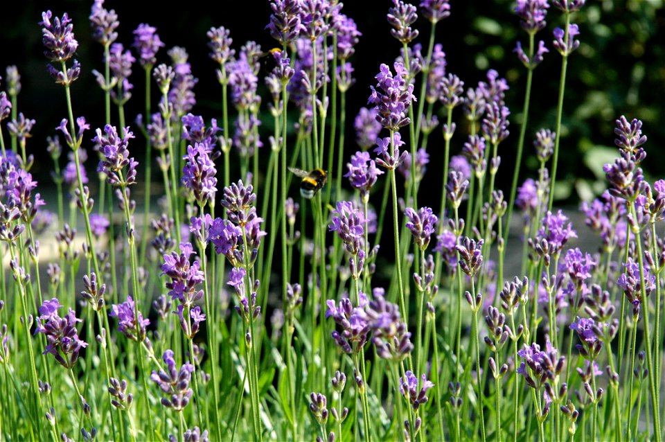 Lavendel; (en) Lavender photo