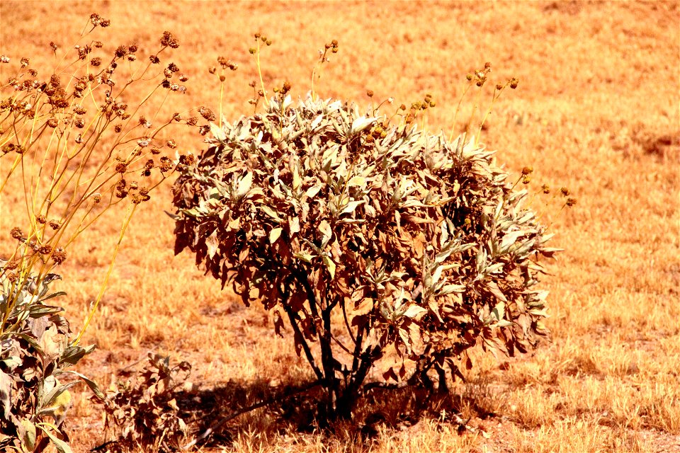 white sage
salvia apiana