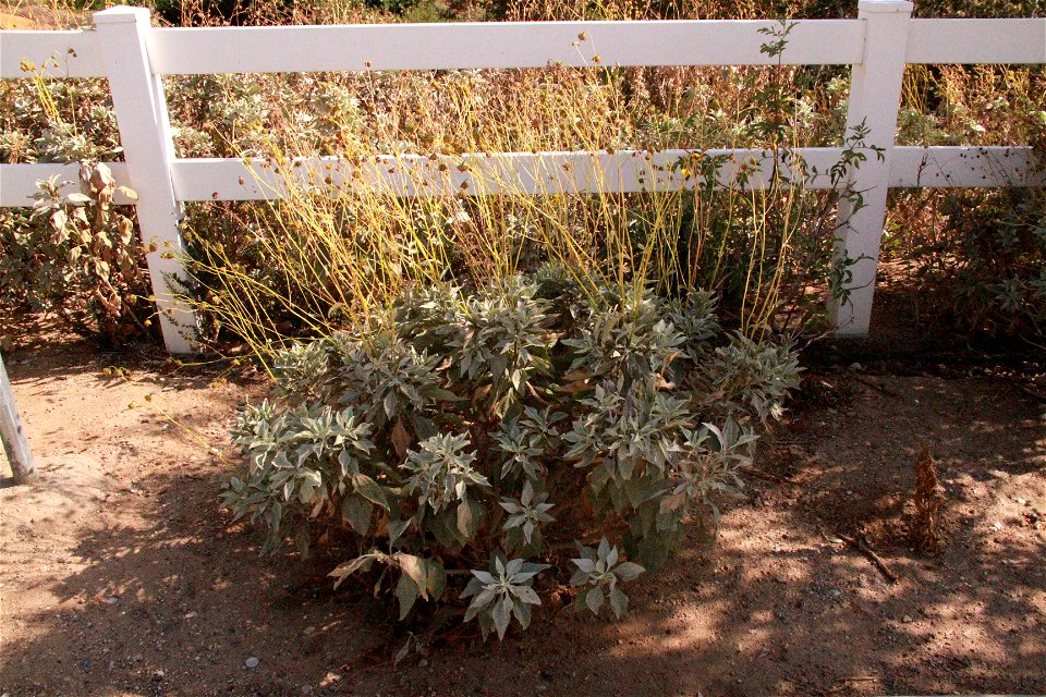 white sage
salvia apiana