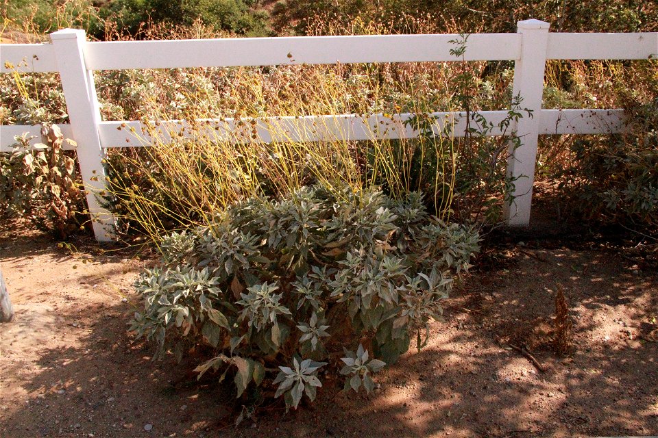 brittlebush
Encelia farinosa