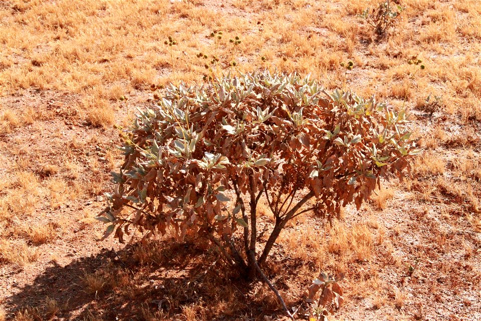 white sage
salvia apiana