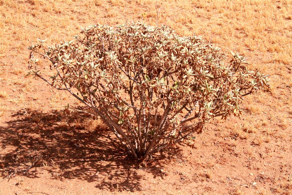 white sage
salvia apiana