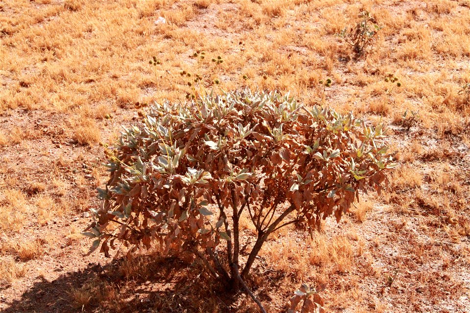 white sage
salvia apiana