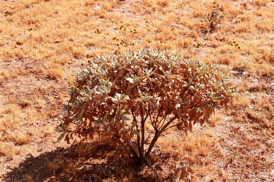 white sage
salvia apiana