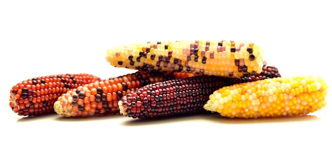Cereals corn on the cob ornamental plant