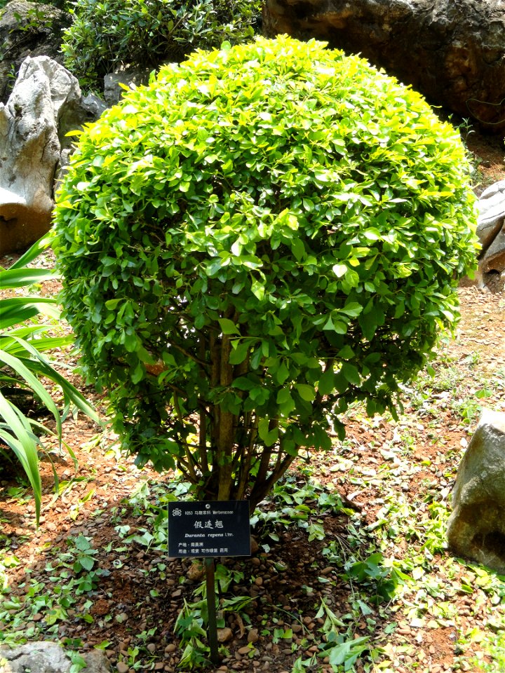 Plant specimen in the Kunming Botanical Garden, Kunming, Yunnan, China.
