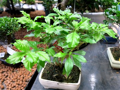 Duranta repens bonsai. 8 years old. Identified by botanic label.