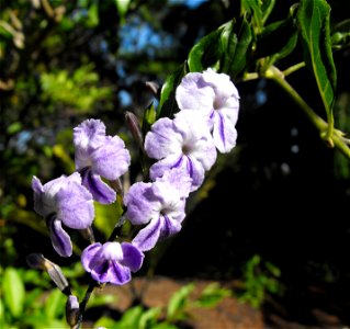 (syn: Duranta repens). At the San Diego Botanic Garden (formerly Quail Botanical Gardens) in Encinitas, California. photo